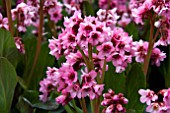 BERGENIA PINK DRAGONFLY