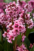 BERGENIA PINK DRAGONFLY