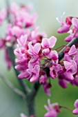 CERCIS FOREST PANSY