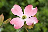 CORNUS CHEROKEE SUNSET