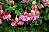 FUCHSIA CLEANTHA (TRAILING)