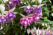 FUCHSIA LILIAN ANNETTS (TRAILING)