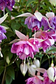 FUCHSIA LILIAN ANNETTS (TRAILING)