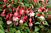 FUCHSIA PATIO PRINCESS