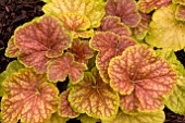 HEUCHERA DELTA DAWN