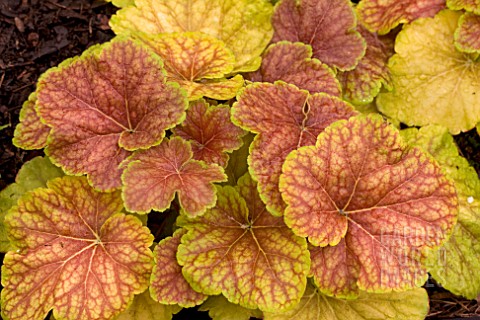 HEUCHERA_DELTA_DAWN