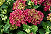 HYDRANGEA HOT RED