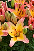 LILIUM LADYLIKE