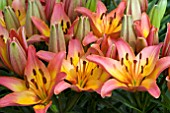 LILIUM LADYLIKE