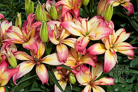 LILIUM_DELICATE_JOY_POLLEN_FREE