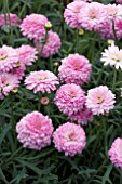 ARGYRANTHEMUM ANGELIC PINK DELIGHT