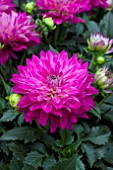 DAHLIA DALINA MAXI CADENA