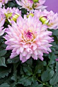 DAHLIA DALINA MAXI SALINAS