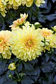 DAHLIA DALINA MAXI SONORA