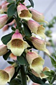 DIGITALIS POLKA DOT POLLY