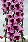 DIGITALIS SUGAR PLUM