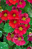 NASTURTIUM ALASKA RASPBERRY