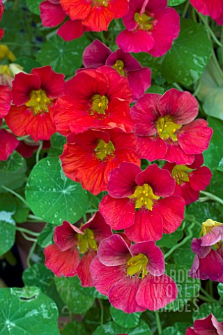 NASTURTIUM_ALASKA_RASPBERRY