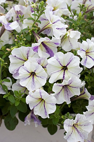 PETUNIA_CRAZYTUNIA_CLOUD_9