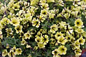 PETUNIA LITTLETUNIA BICOLOUR BLACK