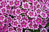 PETUNIA MARVEL BEAUTY CRANBERRY