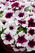 PETUNIA ORDY BICOLOUR PURPLE PICOTEE