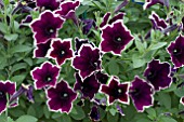 PETUNIA PEGASUS VELVET PICOTEE