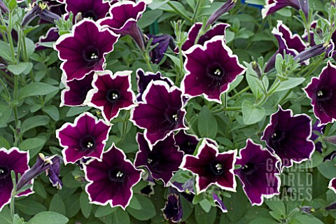 PETUNIA_PEGASUS_VELVET_PICOTEE