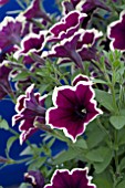 PETUNIA PEGASUS VELVET PICOTEE