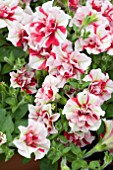 PETUNIA TUMBELINA CHERRY RIPPLE