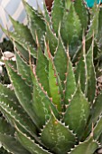 AGAVE MONTANUM