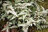 ATHYRIUM NIPPONICUM SILVER FALLS