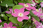 CLEMATIS ALAINA