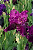 IRIS PURPLE SERENADE