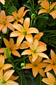 LILIUM ORANGE COCOTTE