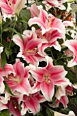 LILIUM PINK BRILLIANT