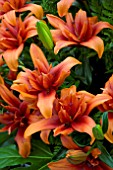 LILIUM RED TWIN