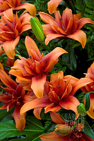 LILIUM_RED_TWIN