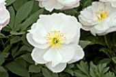 PAEONIA ALEXANDER DUFF