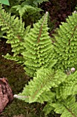 POLYSTICHUM SETIFERUM PLUMOSO DENSUM