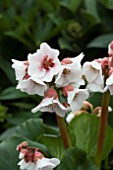 BERGENIA HARZKRISTALL