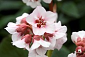 BERGENIA HARZKRISTALL