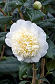 CAMELLIA BRUSHFIELDS YELLOW