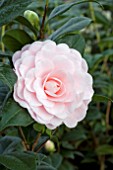 CAMELLIA NUCCIOS CAMEO