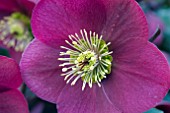 HELLEBORUS ANNAS RED