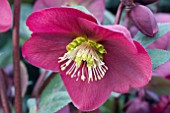 HELLEBORUS ANNAS RED