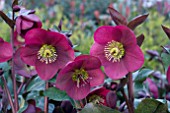 HELLEBORUS ANNAS RED