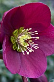 HELLEBORUS ANNAS RED