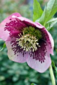 HELLEBORUS CHARLOTTE