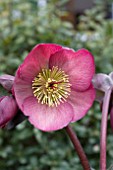 HELLEBORUS PENNYS PINK